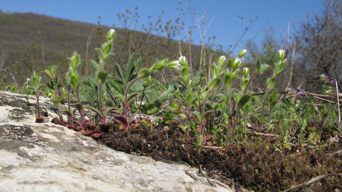 Image of Cerastium brachypetalum ssp. tauricum specimen.