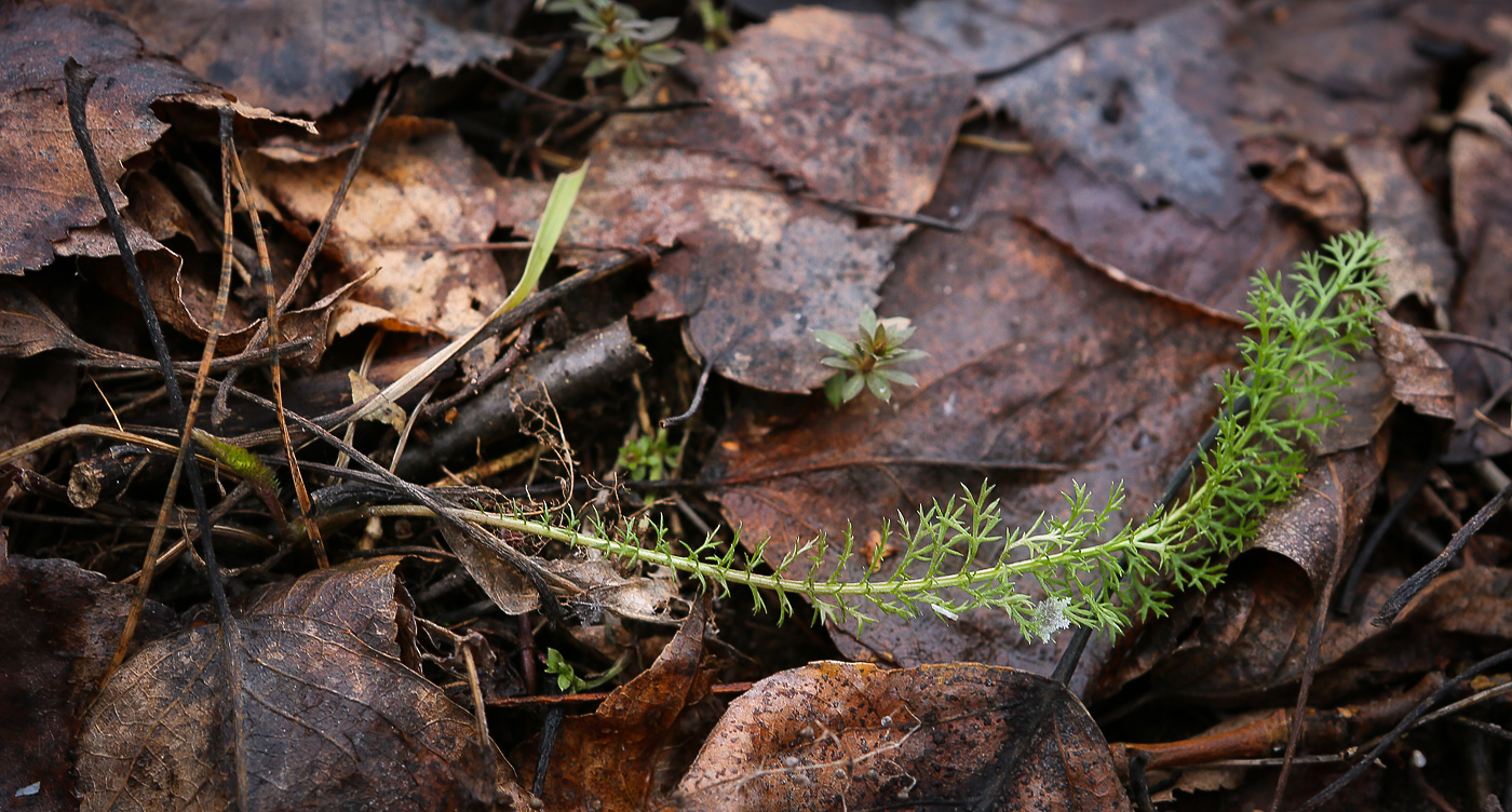 Изображение особи Achillea millefolium.