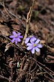 Hepatica nobilis