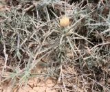 Carthamus mareoticus. Цветущее растение. Египет, к западу от г. Эль-Дабаа, залежь. 08.03.2017.