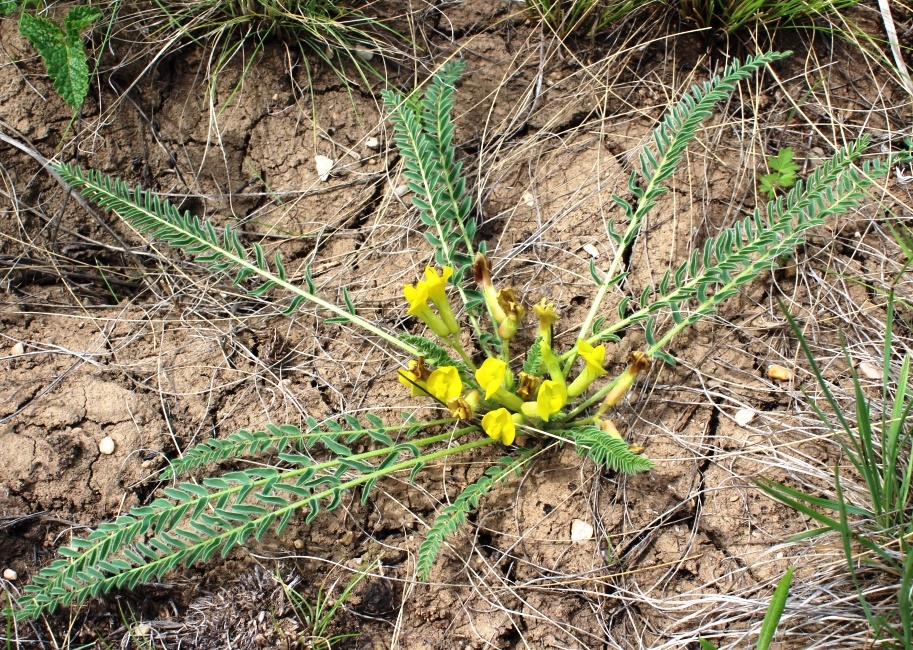 Image of Astragalus &times; lagobromus specimen.