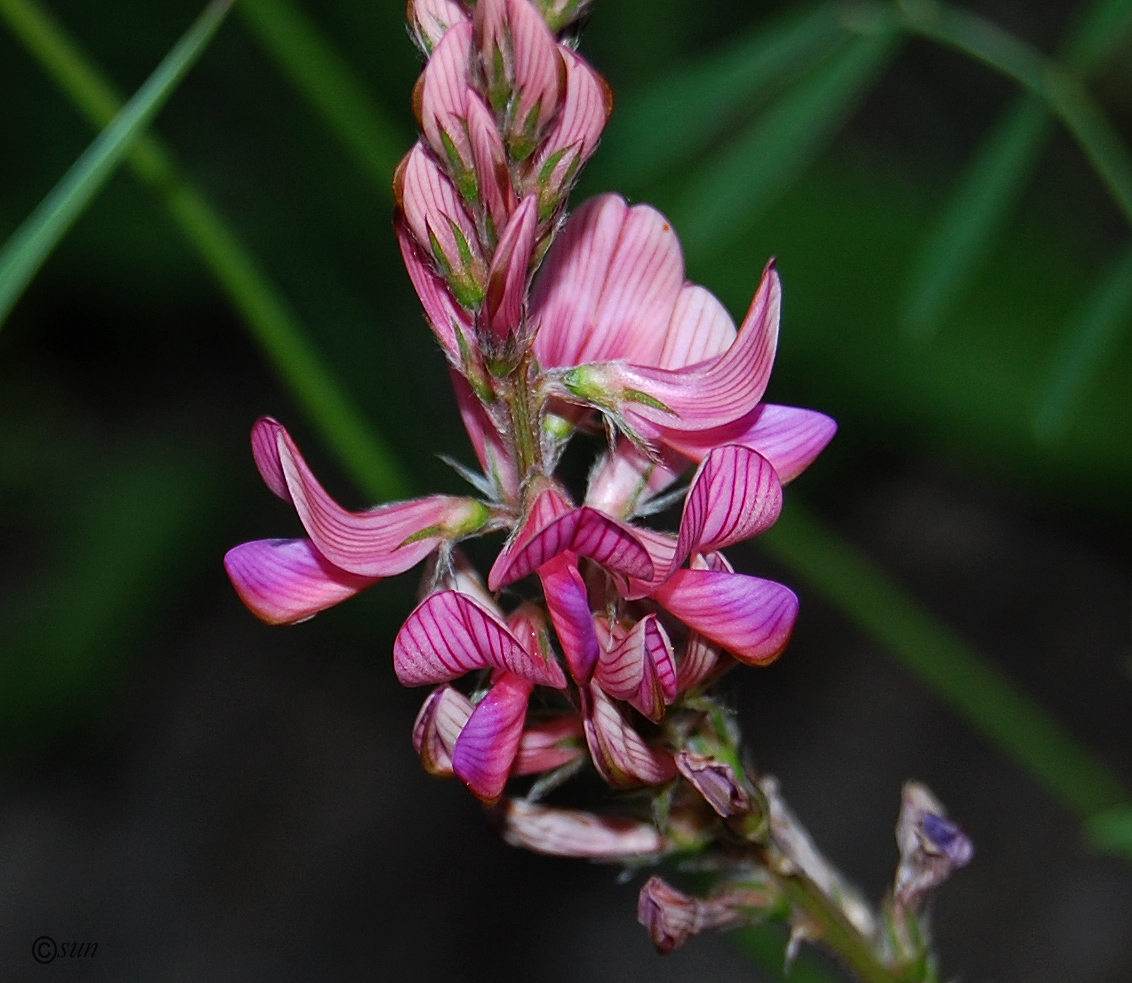 Image of Onobrychis arenaria specimen.