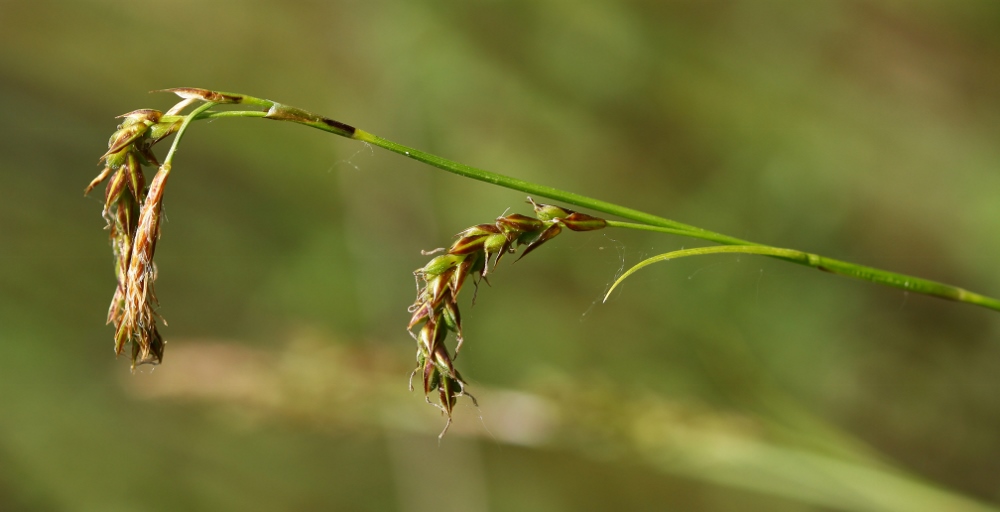 Image of Carex pediformis specimen.
