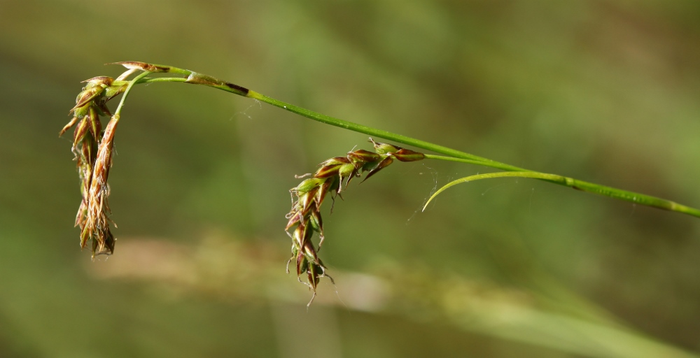 Изображение особи Carex pediformis.