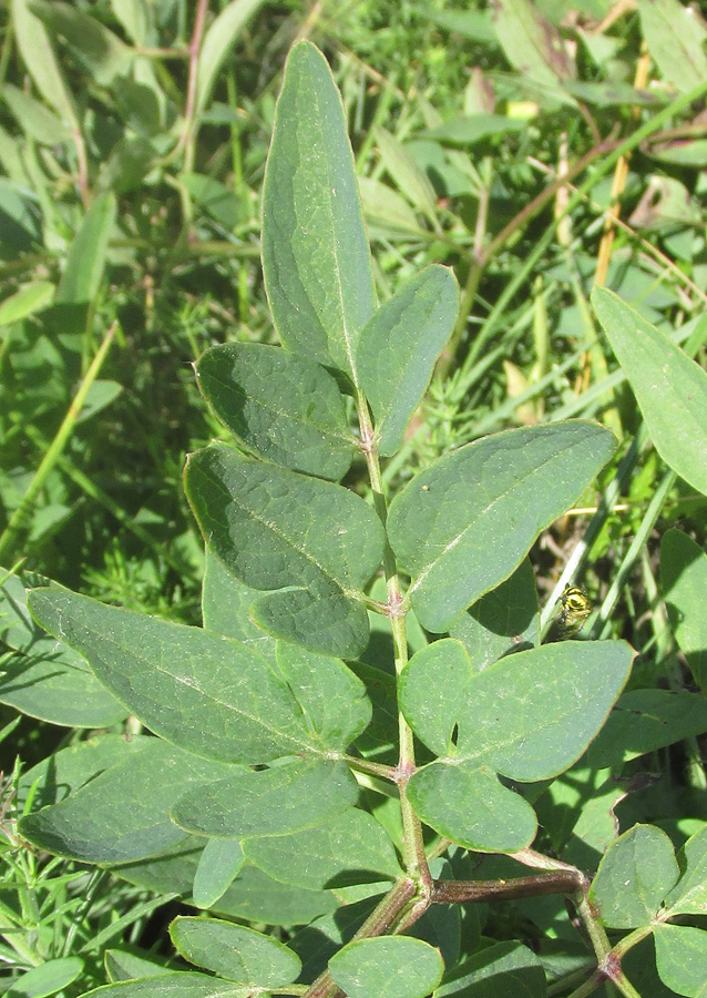 Image of Clematis lathyrifolia specimen.