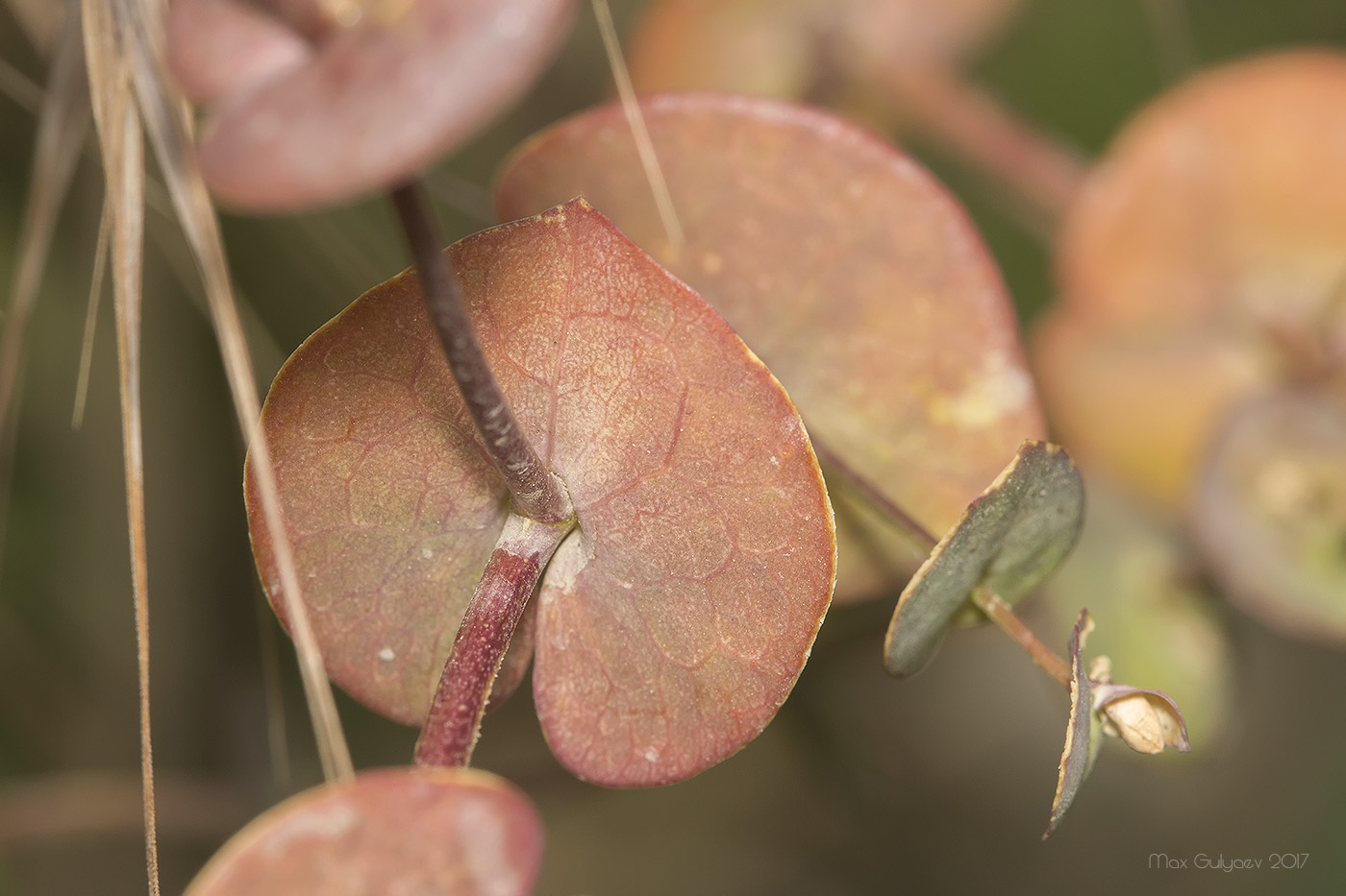 Изображение особи Lepidium perfoliatum.