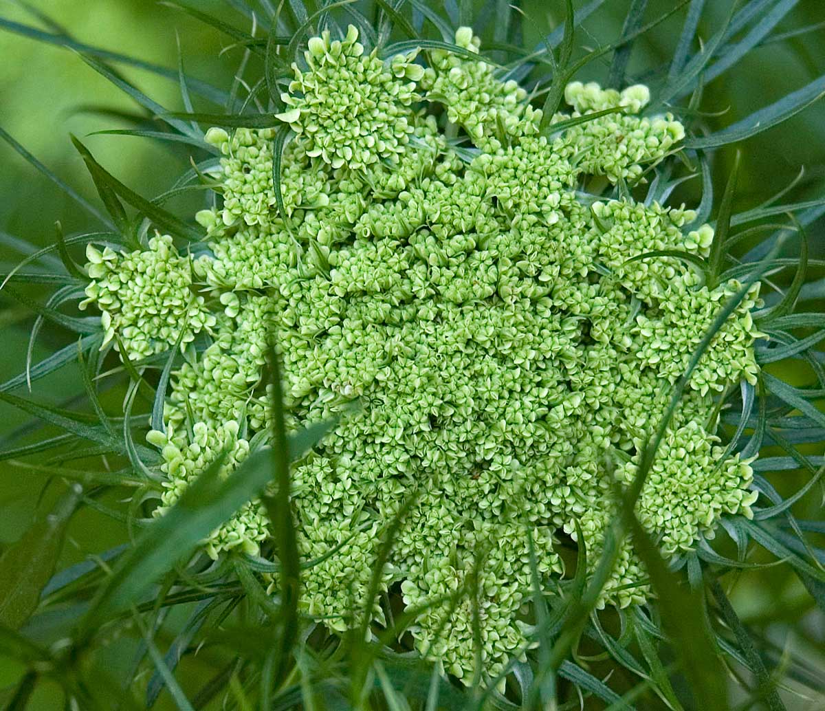 Изображение особи Daucus sativus.