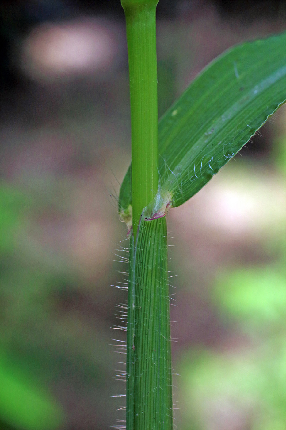 Изображение особи Digitaria sanguinalis.