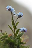 Myosotis alpestris. Цветущее растение. Адыгея, Кавказский биосферный заповедник, склон горы Оштен, выс. ≈ 2700 м н.у.м., каменистый склон. 24.07.2017.