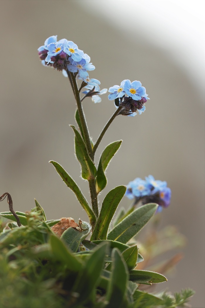 Image of Myosotis alpestris specimen.