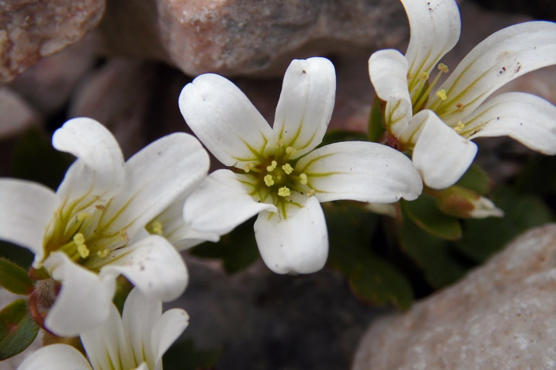 Изображение особи Saxifraga sibirica.