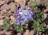 Corydalis alpestris