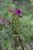 Pedicularis resupinata