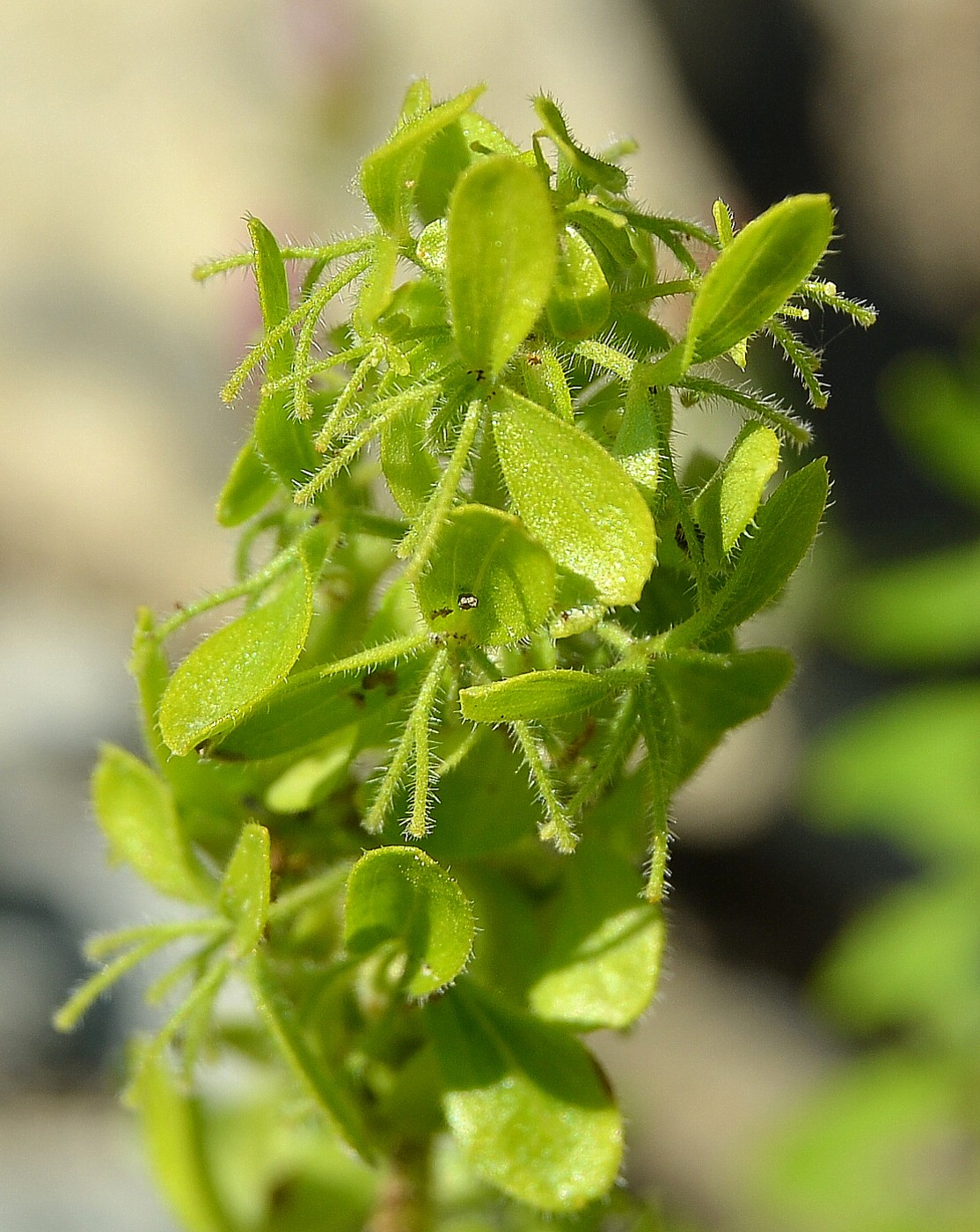 Image of Cruciata taurica specimen.