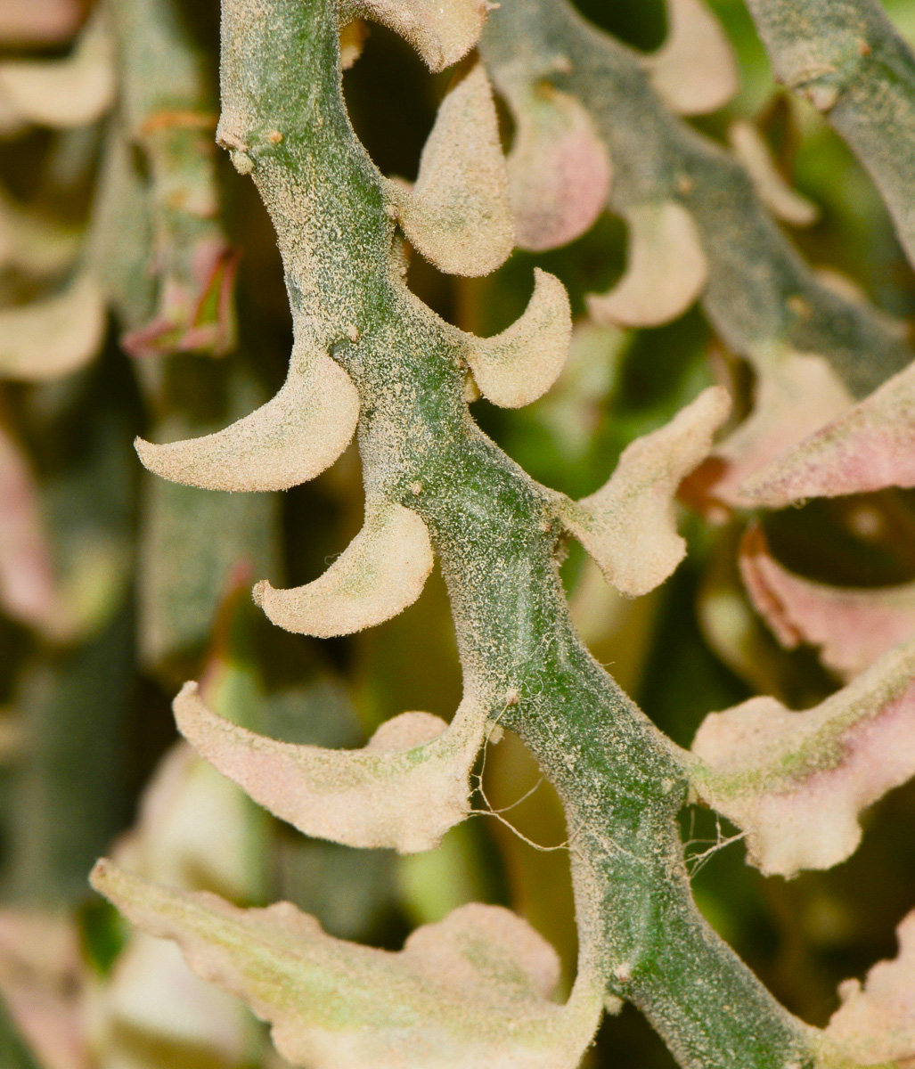 Изображение особи Euphorbia tithymaloides.