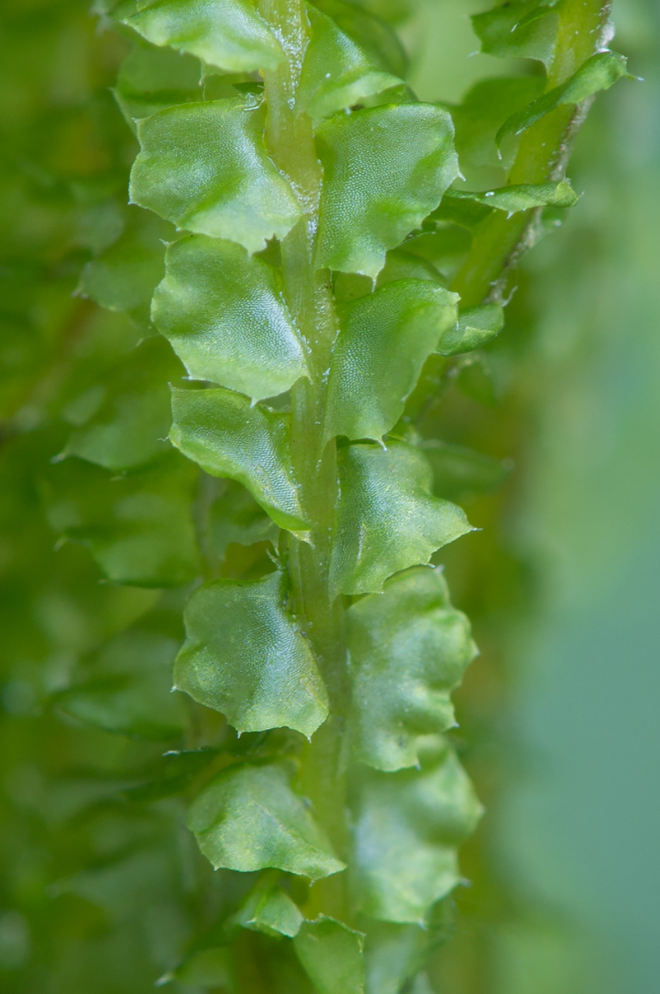 Изображение особи Barbilophozia lycopodioides.