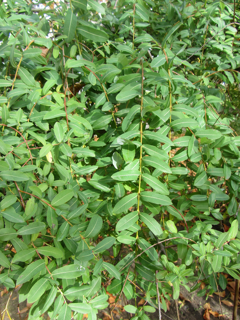 Image of Salix integra specimen.