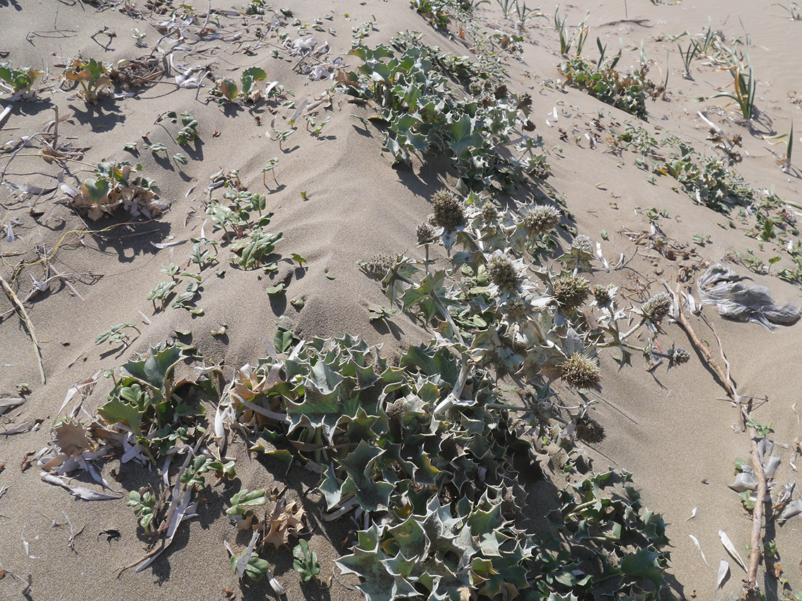 Image of Eryngium maritimum specimen.