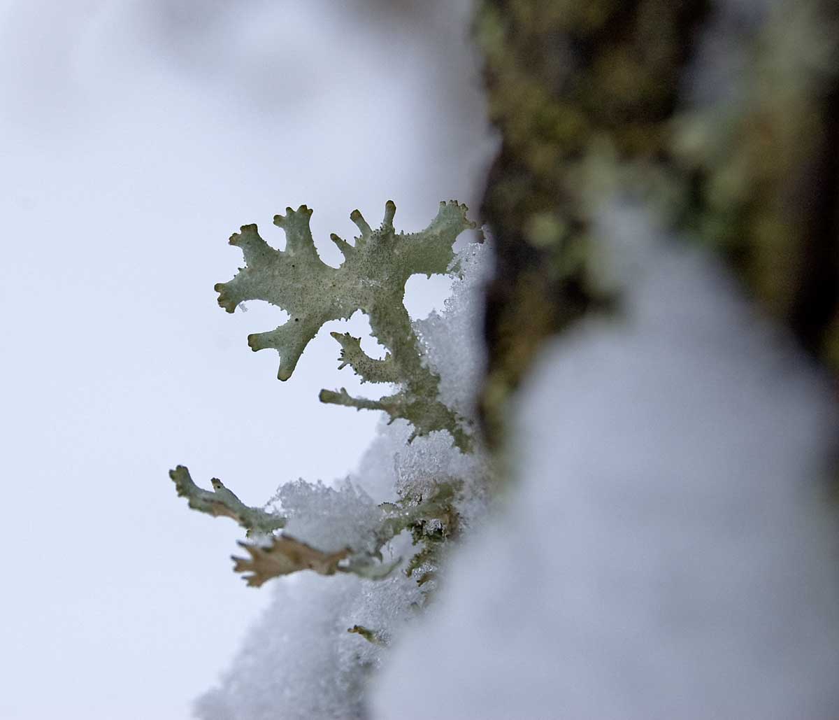 Image of Pseudevernia furfuracea specimen.