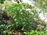 Rubus probus. Ветви с созревающими плодами. Австралия, г. Брисбен, ботанический сад. 07.08.2016.