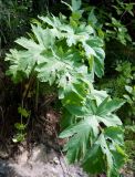 Heracleum dissectum. Листья. Якутия, Алданский р-н, левый берег р. Алдан в 6 км вверх по течению от г. Томмот. 27.06.2016.