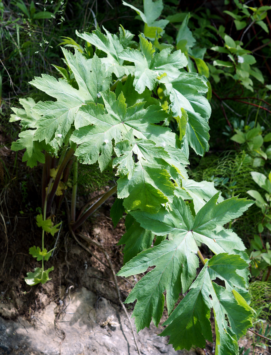 Изображение особи Heracleum dissectum.