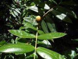 Myrciaria glomerata. Ветвь с плодом. Австралия, г. Брисбен, ботанический сад. 10.12.2017.