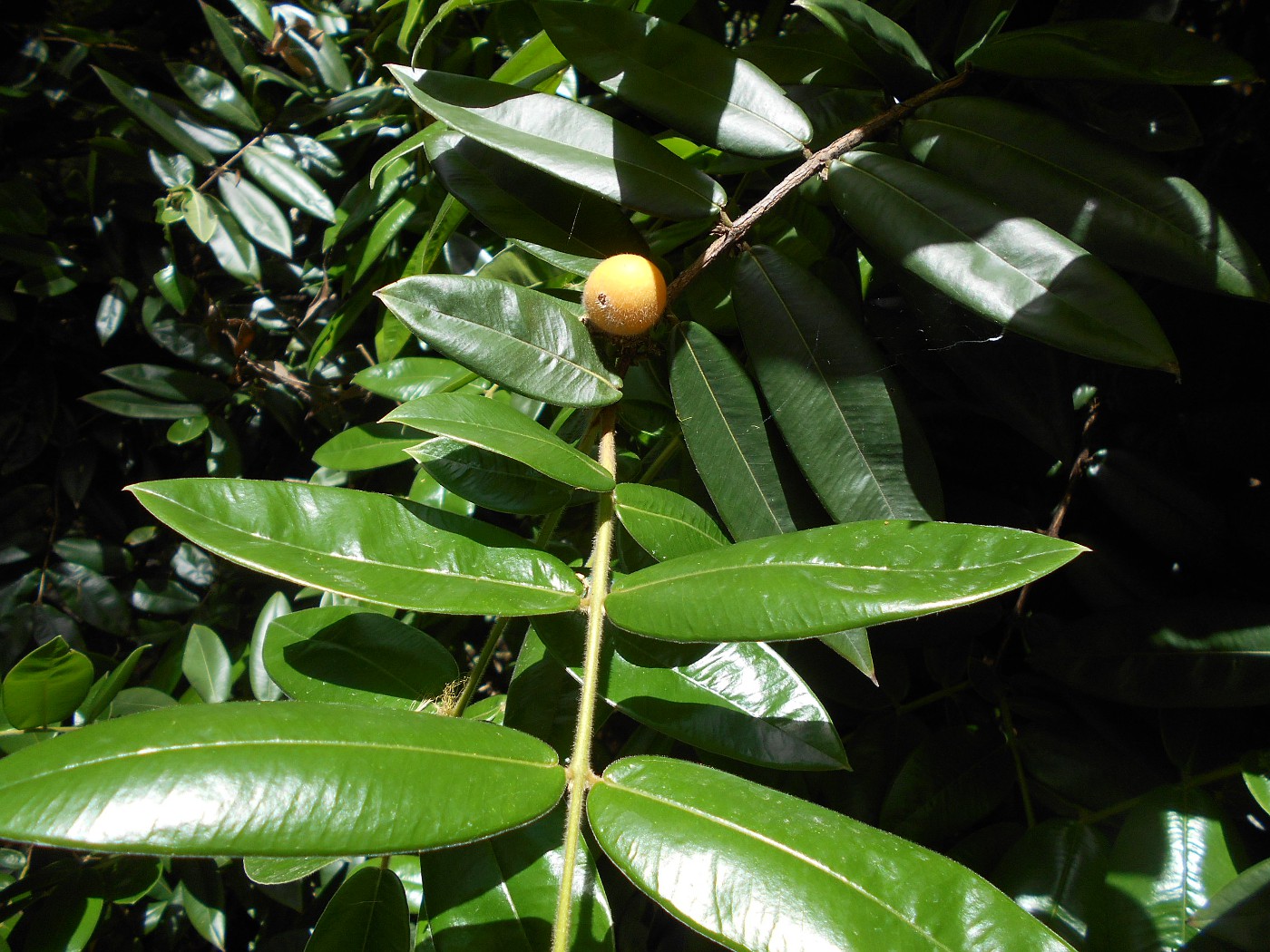 Изображение особи Myrciaria glomerata.