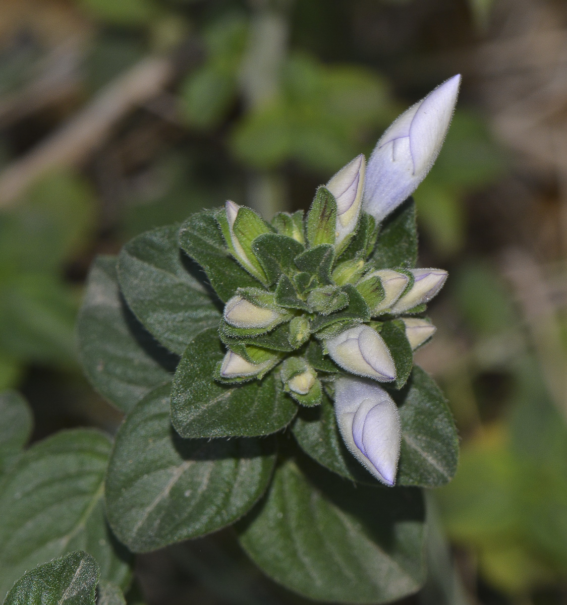 Image of Barleria obtusa specimen.