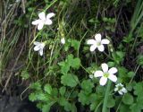 Saxifraga sibirica