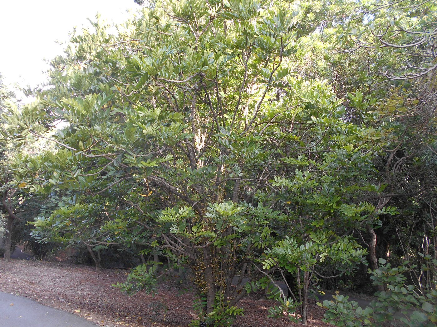 Image of Colea seychellarum specimen.