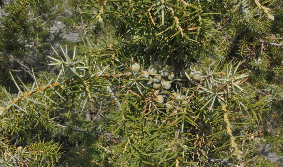 Изображение особи Juniperus oblonga.