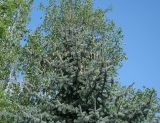 Picea pungens форма glauca. Верхушка дерева с шишками. Восточный Казахстан, г. Усть-Каменогорск, парк Жастар, в культуре. 07.05.2017.