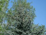 Picea pungens f. glauca