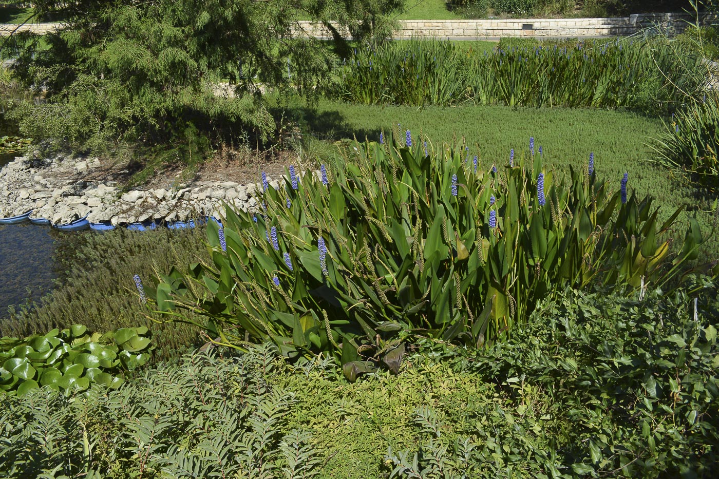 Image of Pontederia cordata specimen.