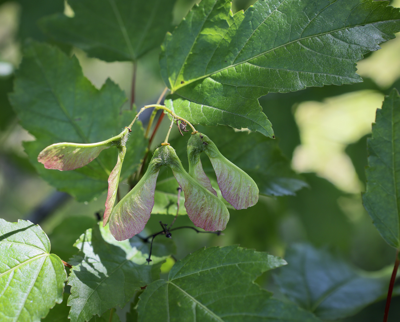 Image of Acer tataricum specimen.