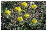 Alyssum lenense