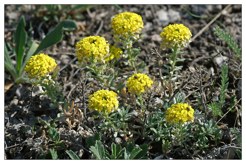 Изображение особи Alyssum lenense.