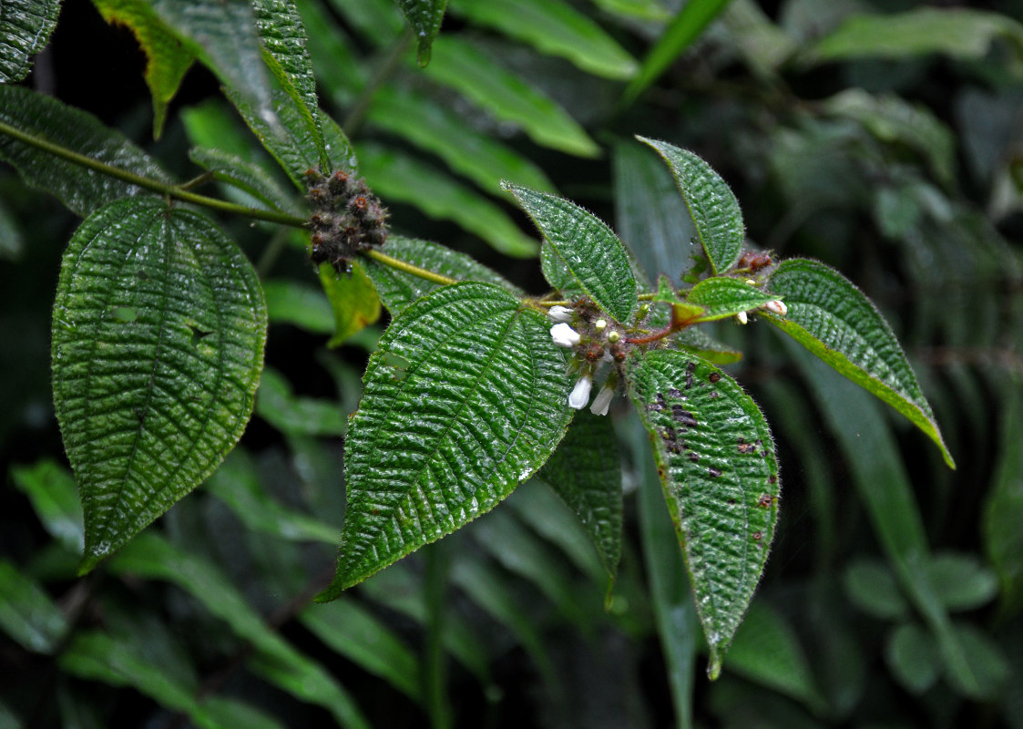 Image of Miconia crenata specimen.