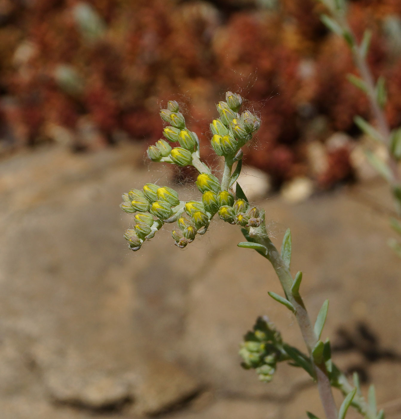 Image of Sedum reflexum specimen.