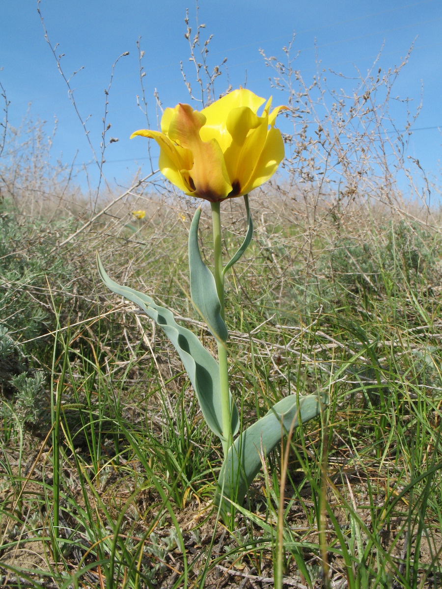 Image of Tulipa borszczowii specimen.