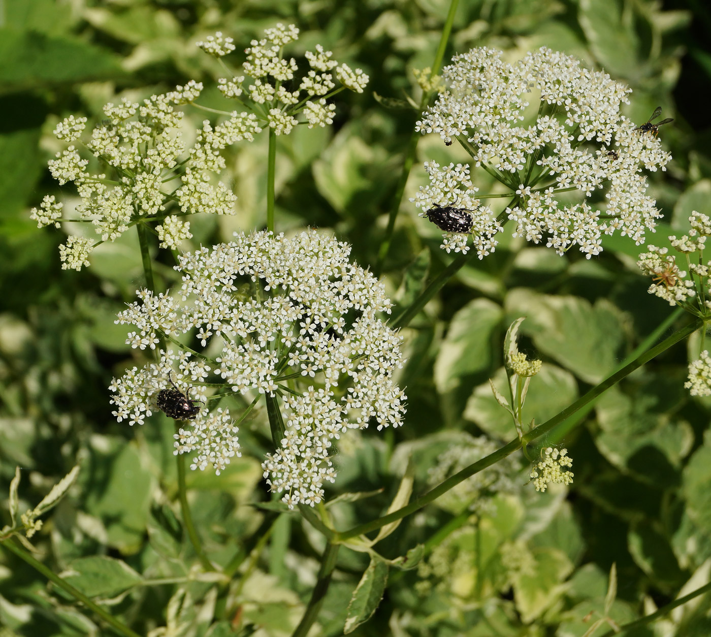 Image of Aegopodium podagraria specimen.