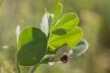 Vicia narbonensis. Верхушка цветущего растения. Крым, Керченский п-ов, Опукский заповедник, приморская степь. 13.04.2018.