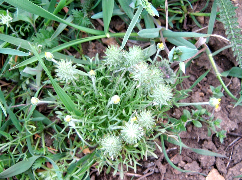 Изображение особи Ceratocephala orthoceras.