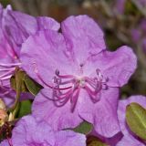 Rhododendron ledebourii. Цветок. Пермский край, пос. Юго-Камский, частное подворье, в культуре (привезено с Алтая, из долины Катуни). 20 мая 2018 г.