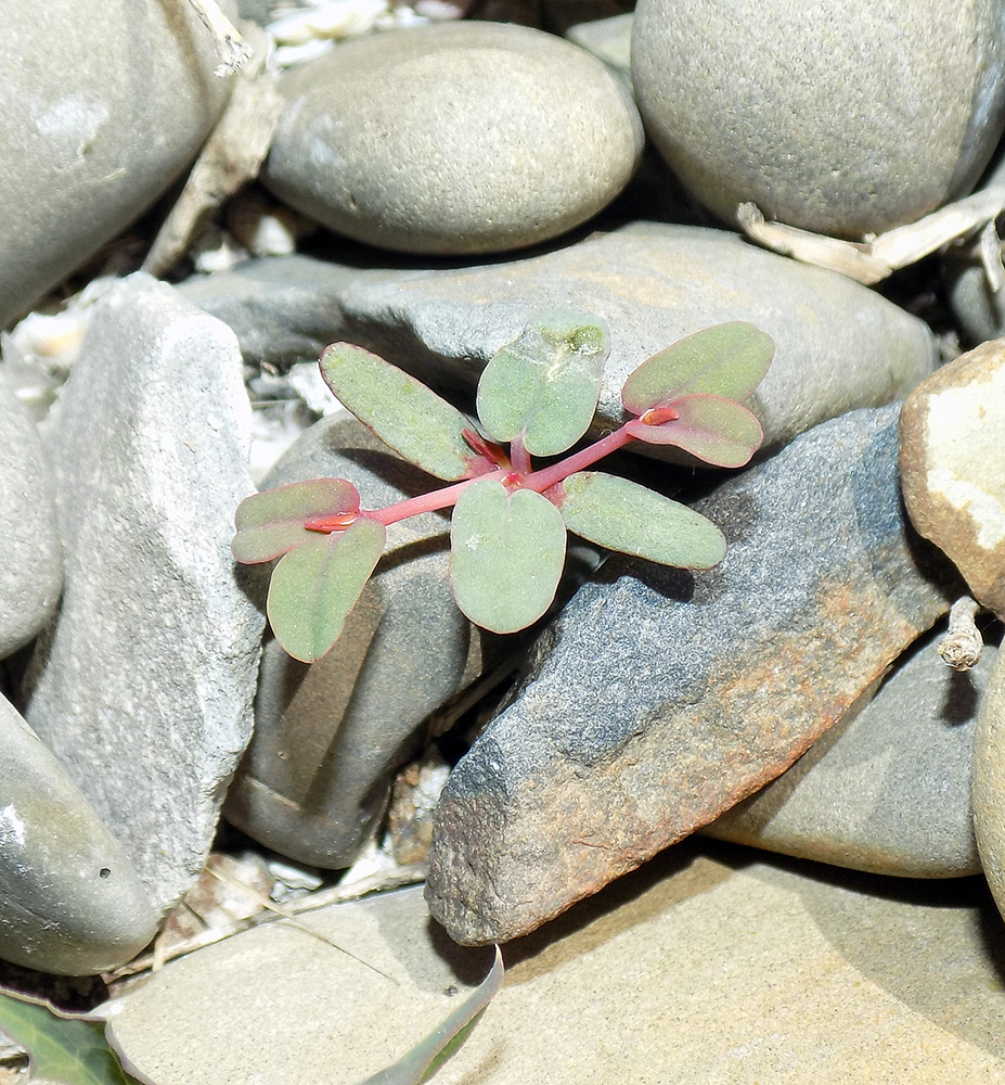 Изображение особи Euphorbia peplis.