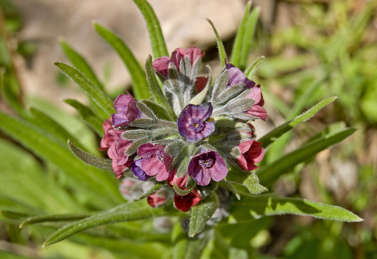 Изображение особи Cynoglossum officinale.