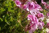 Pelargonium cucullatum