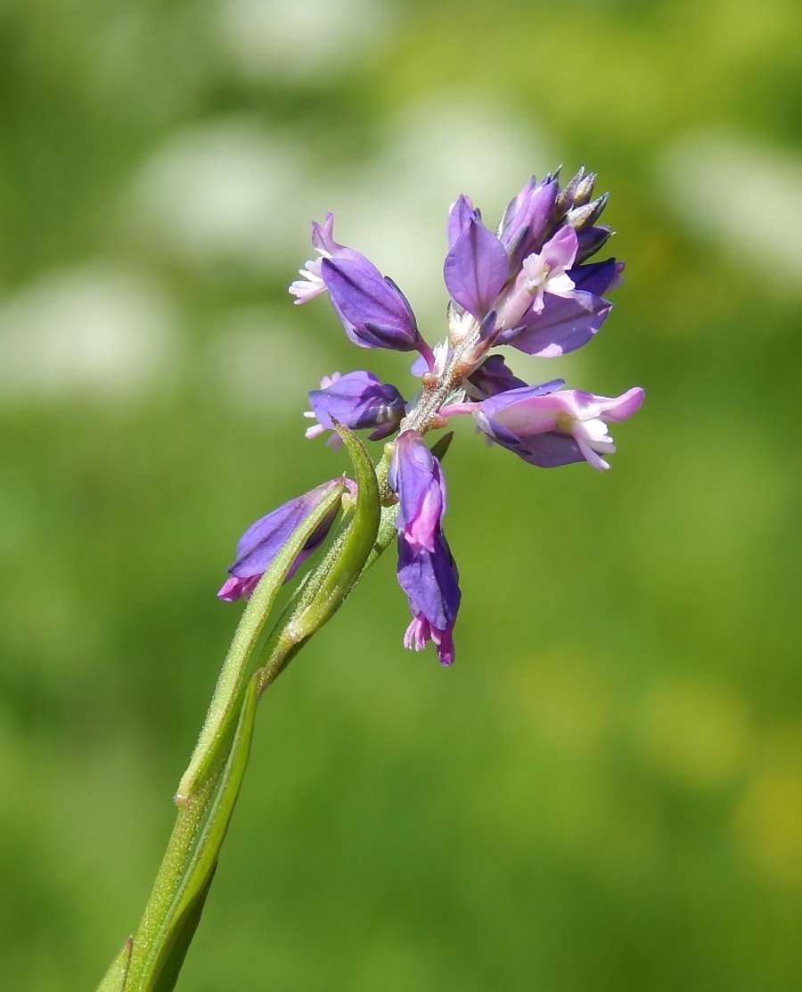 Image of Polygala comosa specimen.