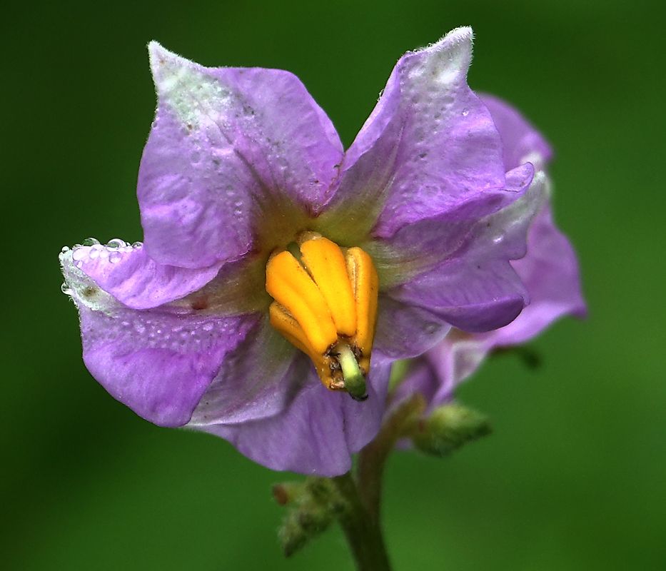 Изображение особи Solanum tuberosum.